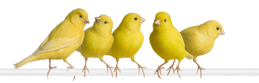 A group of yellow birds

Description automatically generated